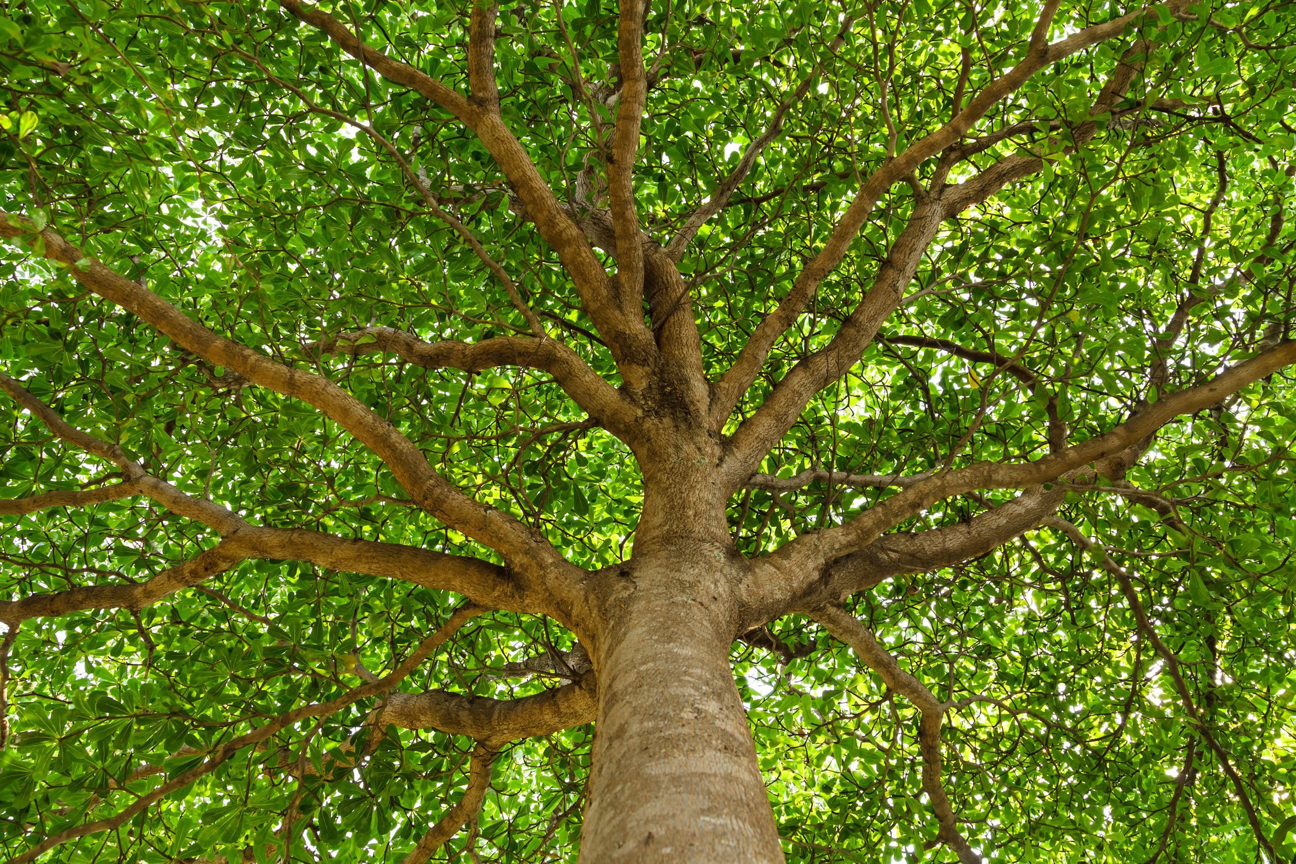Large shade tree photo